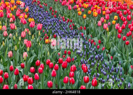 Blühender Tulpengarten mit Traubenhyazinthen, Skagit Valley, Washington State. Stockfoto