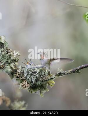 USA. Staat Washington. Erwachsene Frau Anna's Kolibri (Calypte Anna) landet bei cup Nest mit zwei bettelnde Küken. Stockfoto