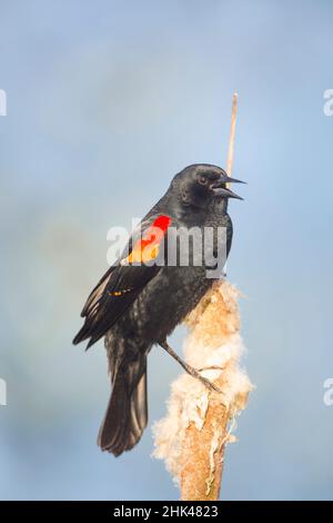 USA. Washington State. Erwachsener Rüde Rotflügeliger Amsel (Agelaius phoeniceus) singt von einem Rohrschwanz in einem Sumpfgebiet. Stockfoto