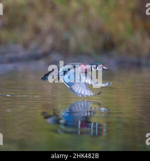 USA. Staat Washington. Erwachsene männliche Holz Ente (Aix sponsa) fliegt über einen Sumpf. Stockfoto