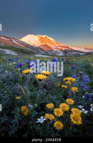 USA, Staat Washington. Alpine Wildblumen Zwerglupin (Lupinus lepidus), Tolmies Saxifrage (Saxifraga tolmiei) und Alpine Golden Daisy (Erigeron aur Stockfoto