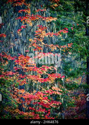 USA, Washington State, Cle Elum, Kittitas County. Im Herbst hängen Weinahorn und Moos vom Baum. Stockfoto