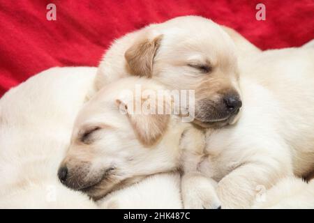 Wurf von einem Monat alten gelben Labrador Welpen. (PR) Stockfoto