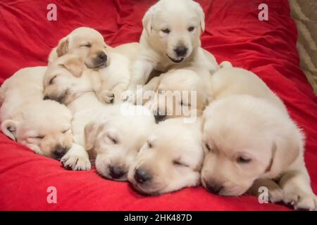 Wurf von einem Monat alten gelben Labrador Welpen. (PR) Stockfoto