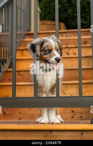 Sammamish, Staat Washington, USA. Die drei Monate alte australische Schäferhündin Blue Merle versucht auf ihrem neuen Deck durch das Geländer zu kommen. (PR) Stockfoto