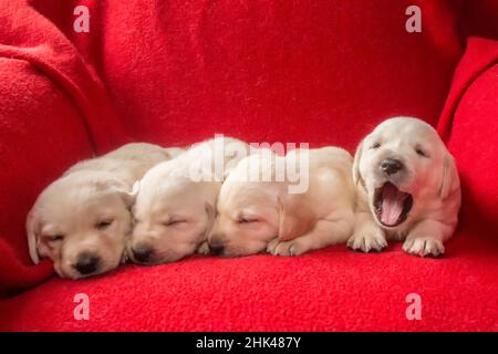 Wurf von einem Monat alten gelben Labrador Welpen. (PR) Stockfoto