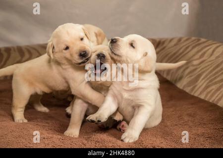 Wurf von einem Monat alten gelben Labrador Welpen beim Spielen. (PR) Stockfoto