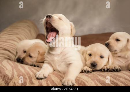 Wurf von einem Monat alten gelben Labrador Welpen. (PR) Stockfoto