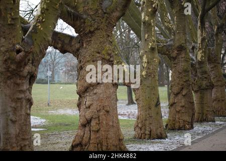 Platanus-Bäume (Platanen) im Adam Mickiewicz Park, Zentrum von Posen, Polen. Stockfoto