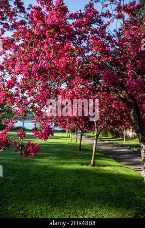 Bremerton, Staat Washington, blühende Bäume. Stockfoto