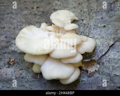 USA, Staat Washington. Zentrale Kaskaden, Weißkäse-Polypore. Stockfoto