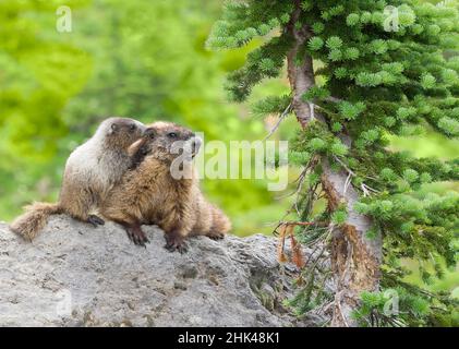 WA, Mount Rainier National Park, Hoary Marmot (Marmota caligata), Mutter und Baby Stockfoto