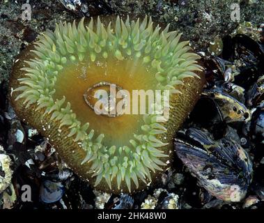 Washington State, Olympic National Park, Shi Shi Beach, Giant Green Anemone (Anthopleura xanthogrammica) Stockfoto