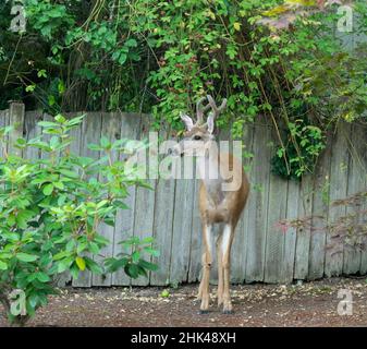 Washington State, Redmond. Schwarzschwanz-Hirsch, junger Bock Stockfoto