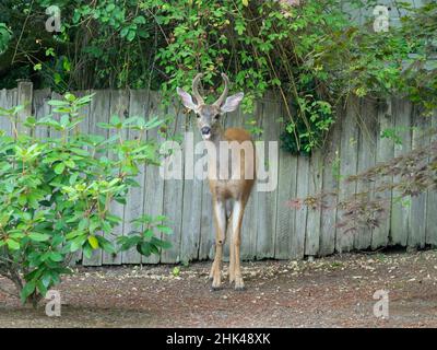 Washington State, Redmond. Schwarzschwanz-Hirsch, junger Bock Stockfoto