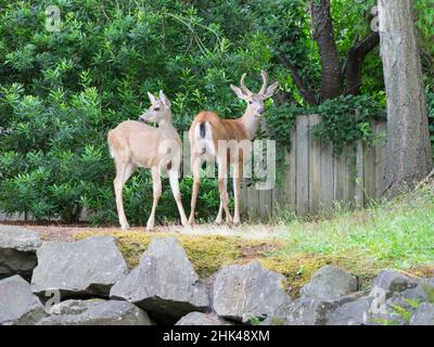 Washington State, Redmond. Schwarzschwanz-Hirsch, Buck und Reh Stockfoto
