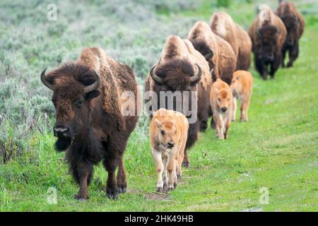 Yellowstone-Nationalpark. Eine Gruppe von Bisonkühen mit ihren Kälbern bewegt sich in einer langen Reihe. Stockfoto