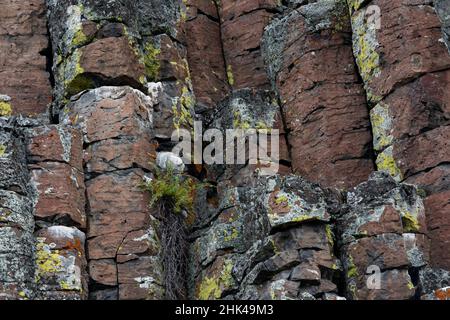 USA, Wyoming. Sheepeater Cliffs Detail, Yellowstone National Park. Stockfoto