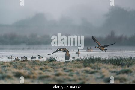 Kanadagänse, Kanadagans, Branta Canadensis im Flug im Nebel bei Sonnenaufgang Stockfoto