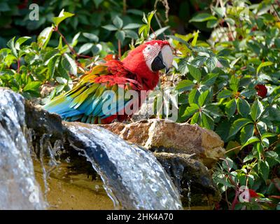 Grünflügelara (Ara chloroptera) neben einem Wasserfall Stockfoto