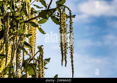 Ein Garrya Elliptica James Dach oder Silk-Tassel Bush, wächst in einem Country Garden. Stockfoto