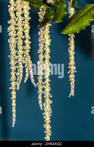 Ein Garrya Elliptica James Dach oder Silk-Tassel Bush, wächst in einem Country Garden. Stockfoto