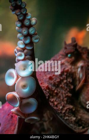 Ein riesiger Pazifischer Krake (Enteroctopus dofleini) zeigt seine Sauger. Stockfoto
