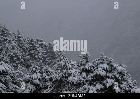 Moorkiefer (Pinus Mugo) Wald unter einem Schneesturm in den Bergen Stockfoto