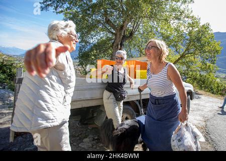 Swiss Wine Maker Marie-Therese Chappaz schwört mit biologischen Methoden, als sie ihre Weine in der hügeligen Weinbergen in vollem Umfang produzieren. Sie verwenden sogar Pferde das Feld zu arbeiten. Das Ergebnis sind lecker. Im Jahr 2015 wurde sie der Schweizer Winzer des Jahres, aber seitdem hat sie auf: "Jede Saison ist anders, so dass ich zu adaptieren und erfinden alle Zeit" verschoben. Die Schweiz wird oft als ein Wein produzierende Nation übersehen, aber die Schweizer haben den Weinbau seit den Tagen der Römer. Stockfoto