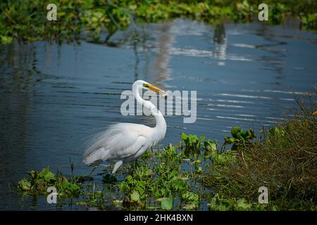 Der große Weißreiher isst Fisch. Stockfoto