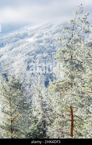 Gefrorener Wald in den Winterbergen Stockfoto