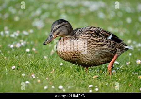 Nahaufnahme Entenmallard (Anas platyrhynchos), der auf Gras läuft Stockfoto