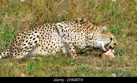Profil Afrikanischer Gepard (Acinonyx jubatus) beim Essen eines Fleisches Stockfoto