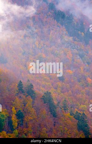 Bunte Mischwälder im Herbst. Naturpark Montseny. Katalonien. Spanien. Stockfoto