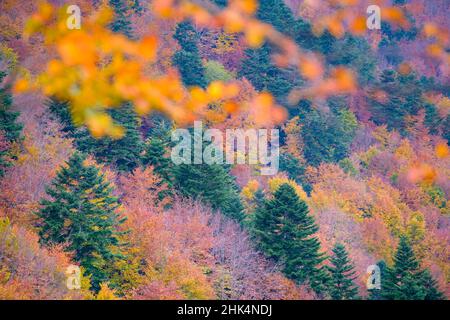 Bunte Mischwälder im Herbst. Naturpark Montseny. Katalonien. Spanien. Stockfoto