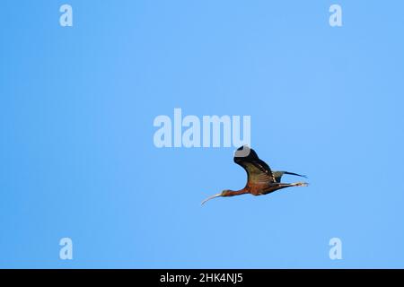 Hochglanz-Ibis (Plegadis falcinellus) im Flug. Naturpark Ebro Delta. Katalonien. Spanien. Stockfoto