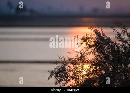 Sonnenuntergang über überfluteten Reisfeldern. Naturpark Ebro Delta. Katalonien. Spanien. Stockfoto