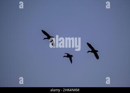 Stockenten (Anas platyrhynchos), zwei Männchen und ein Weibchen im Flug. Naturpark Ebro Delta. Katalonien. Spanien. Stockfoto