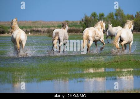 Eine Gruppe von weißen Pferden läuft in der Alfacada Lagune. Diese Lagune ist einer der wichtigsten Orte für Nistvögel im Delta. Ebro Delta Natural Stockfoto