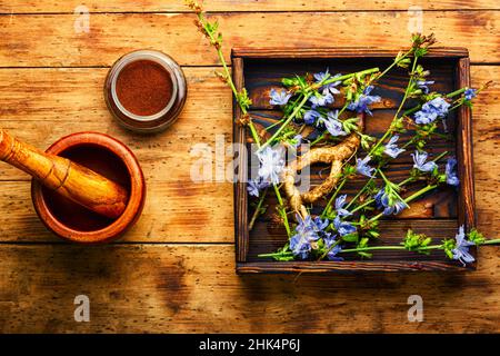 Zichorien-Wurzel und Zichorien-Blüten, Unkraut. Wilde Pflanze in der Kräutermedizin. Stockfoto