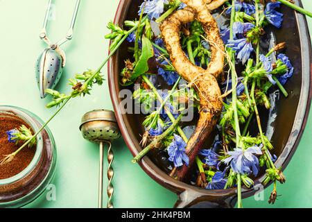 Zichorien-Wurzel und Zichorien-Blüten, Unkraut. Wilde Pflanze in der Kräutermedizin. Stockfoto