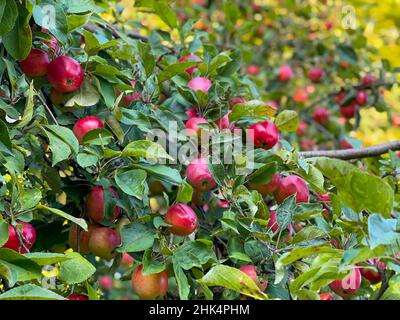 Apple tree with fruits in garden Stockfoto