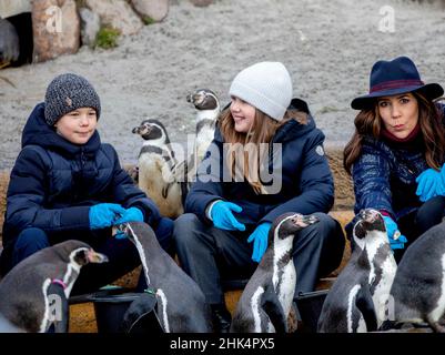 Kopenhagen, Dänemark. 02nd. Februar 2022. Kronprinzessin Mary, Prinz Vincent und Prinzessin Josephine von Dänemark im Zoo von Kopenhagen am 02. Februar 2022, für einen Besuch und die Kronprinzessin pflanzt als Teil des ersten Sods von Marys Australske einen Eukalyptusbaum (Mary's Australian Garden) - ein Park, der australischen Tieren gewidmet ist, anlässlich des Geburtstages der Kronprinzessin 50th am 05-02-2022 Foto: Albert Nieboer/Netherlands OUT/Point de Vue OUT Quelle: dpa picture Alliance/Alamy Live News Stockfoto