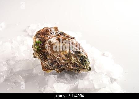 Geschlossene Auster auf zerkleinertem Eis, frisch vom Fischmarkt, heller Hintergrund mit Kopierbereich, ausgewählter Fokus, enge Schärfentiefe Stockfoto