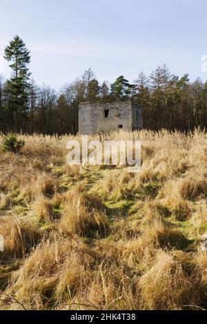 Thetford Warren in den Brecklands, Norfolk, war eine isolierte halbbefestigte Lodge, in der Wildhüter lebten und Kaninchen vor Wilderern schützten. Stockfoto