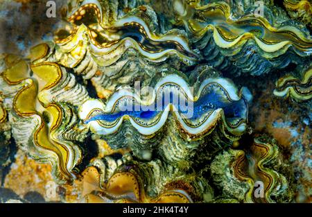 Venusmuscheln, Kokosinseln (Keeling), Indischer Ozean, Asien Stockfoto