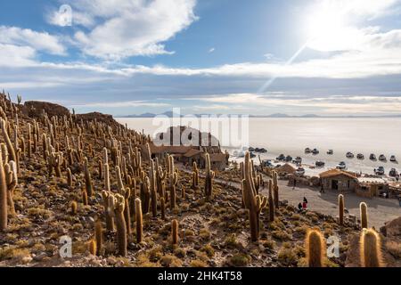 Der Kardankaktus (Echinopsis atacamensis) wächst in der Nähe des Eingangs zur Isla Incahuasi, auf dem Salar de Uyuni, Bolivien, Südamerika Stockfoto