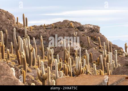 Der Kardankaktus (Echinopsis atacamensis) wächst in der Nähe des Eingangs zur Isla Incahuasi, auf dem Salar de Uyuni, Bolivien, Südamerika Stockfoto