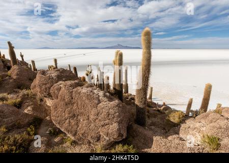 Ein Wald mit riesigen Kardaktus (Echinopsis atacamensis), der auf der Isla Incahuasi, auf dem Salar de Uyuni, Bolivien, Südamerika wächst Stockfoto