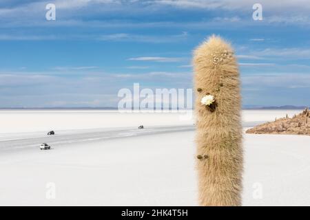 Detail eines riesigen Kardankaktus (Echinopsis atacamensis), dessen Blüte auf Isla Incahuasi, Salar de Uyuni, Bolivien, Südamerika wächst Stockfoto